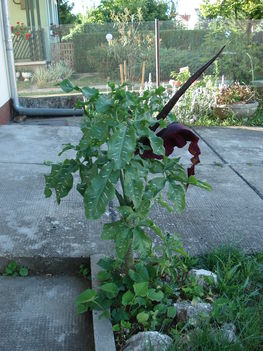 DSC00011