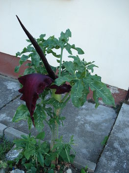 DSC00012