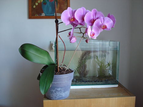 DSC00050