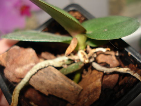 DSC00107