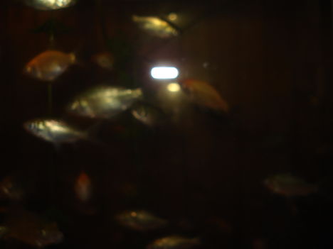 DSC00115