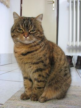 Mici cica
