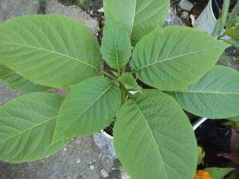 DSC00163