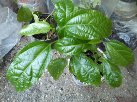 DSC00164