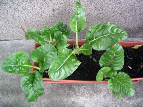 2011 5