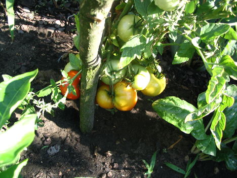 2011 6