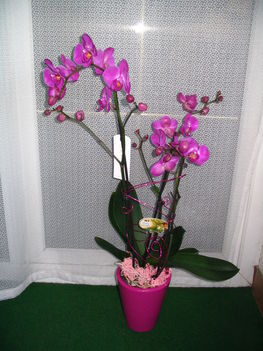 2011 nyár 033