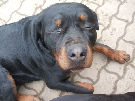 Alszok