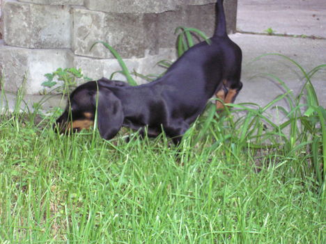 Kép 060