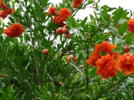 P1070009