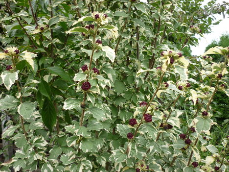 P1070040