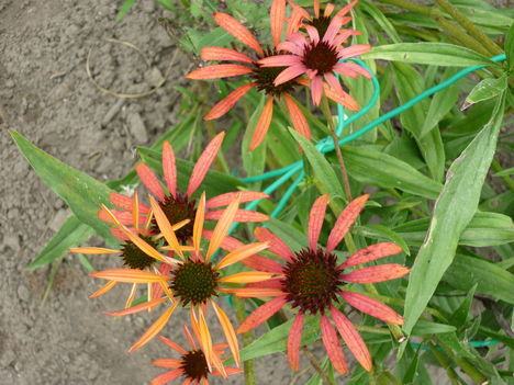 P1070075