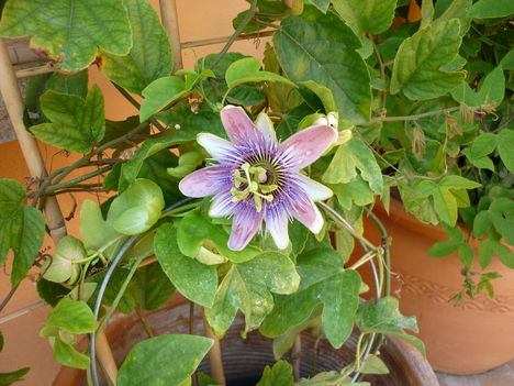P1070155