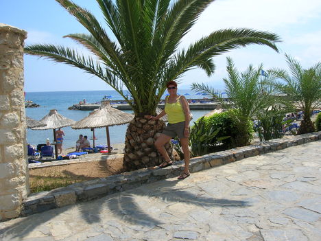 Palma arnyekaban