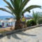 Palma arnyekaban