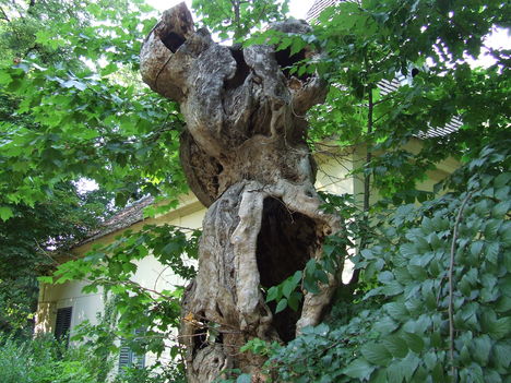 DSCF0203