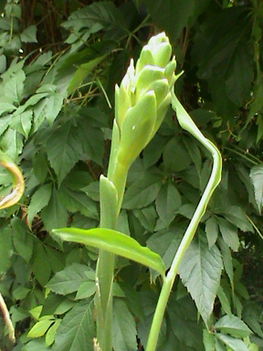 Gyömbér virágaDSC03706