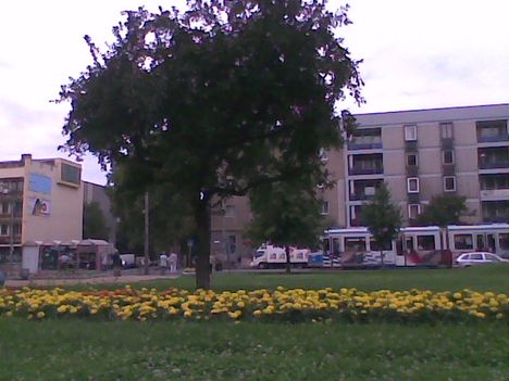 Kép013jpg Magáyos fa.