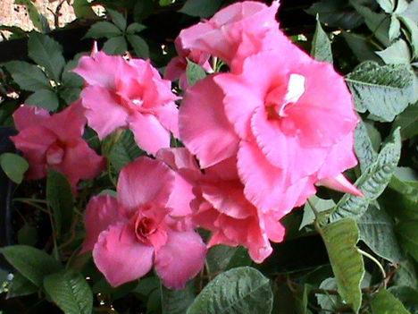 Mandevilla DSC03604