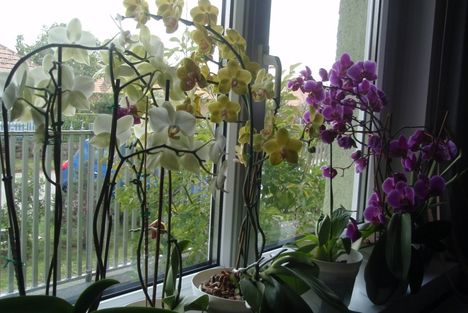orchideák