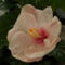 bko_8370_michelle_carrier