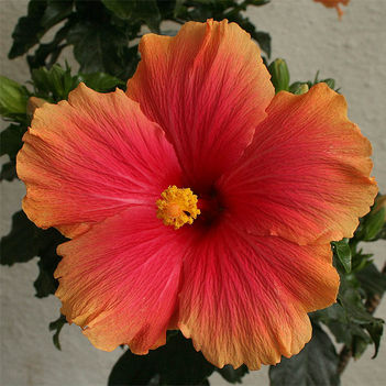 bko_8436_krista