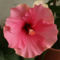 bko_8440_adonicus