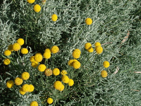 cipruska