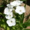 csereberélt  fehér lángvirág