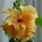 DSC01071