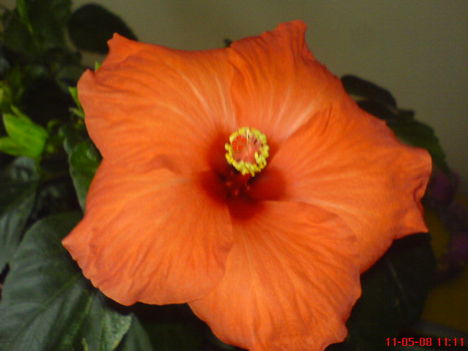 DSC01264