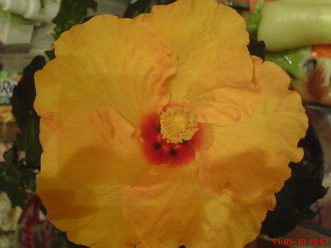 DSC01270