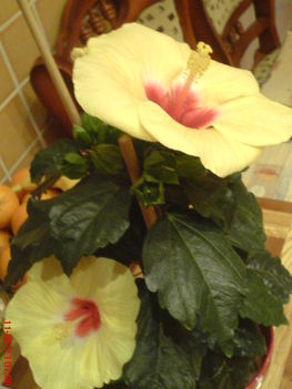 DSC01282 (1)