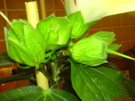 DSC01284