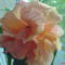 DSC01288
