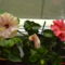 DSC01292