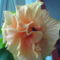 DSC01292 (1)