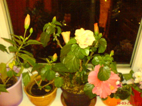 DSC01293