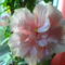 DSC01293 (1)