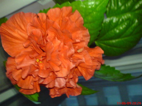 DSC01295 (1)