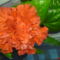 DSC01295 (1)