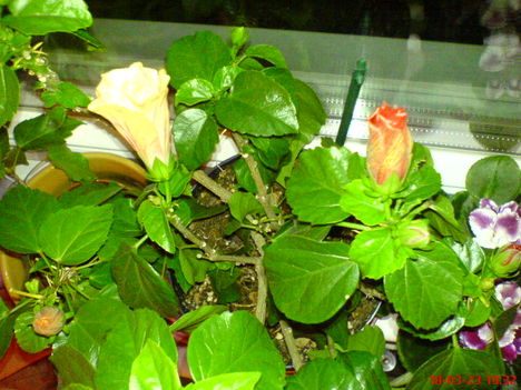 DSC01297