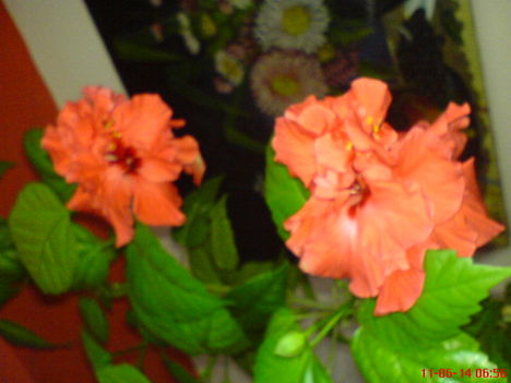 DSC01302