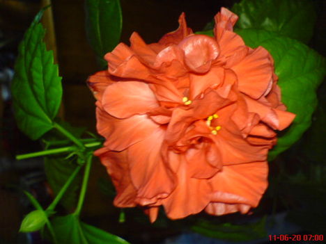DSC01305