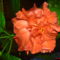 DSC01305