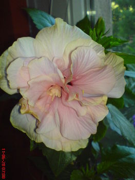 DSC01306