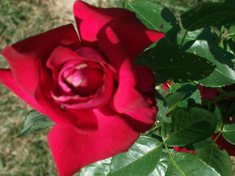 DSCF3644