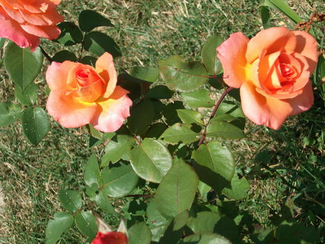 DSCF3645
