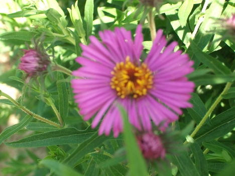 DSCF3650
