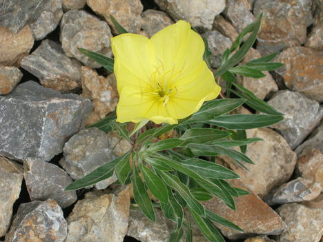 DSCF3675